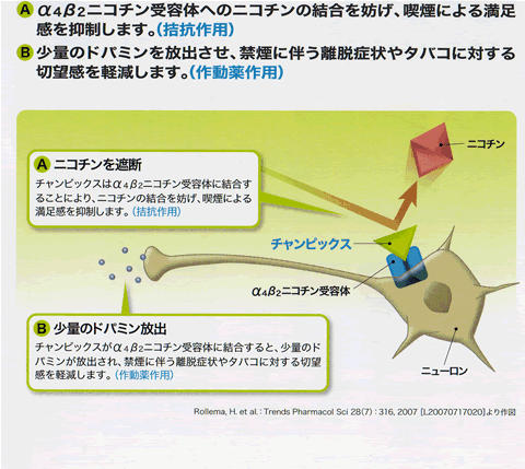 チャンピックスの作用メカニズム